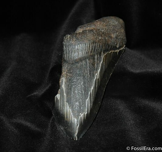 Partial Inch Megalodon Tooth #574